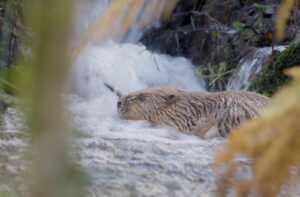 Beaver at Moor Barton Wilding