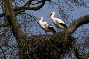 Storks at Knepp Estate